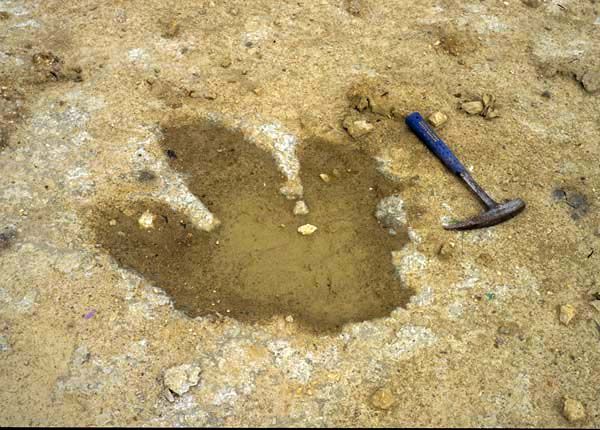 Megatherium footprint