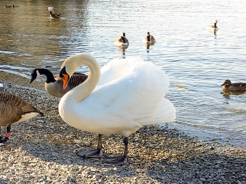 Swan