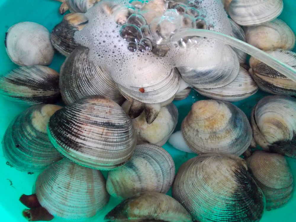 Clams, Nha Trang, Vietnam