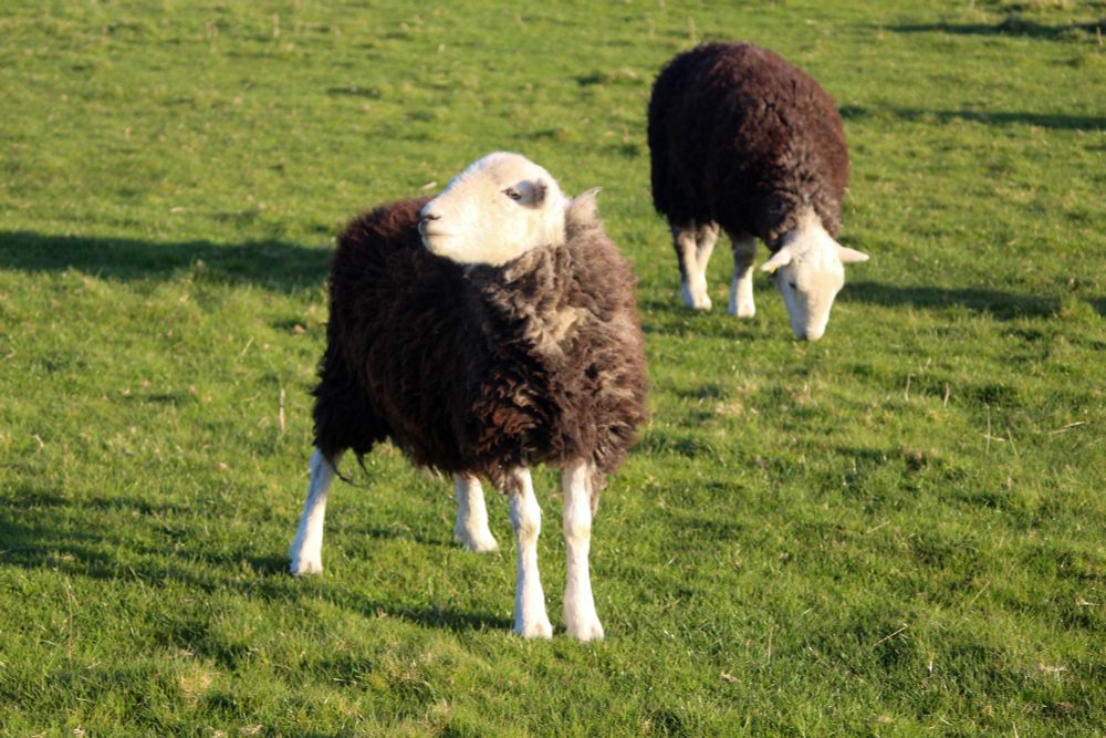 Herdwick sheep