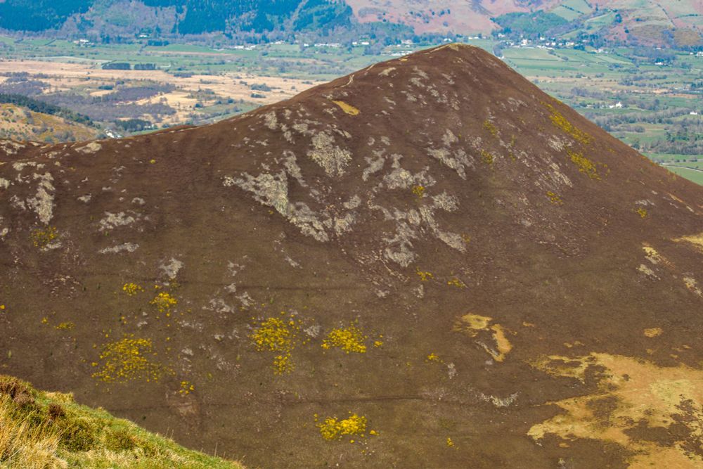 Yellow broom on hillside