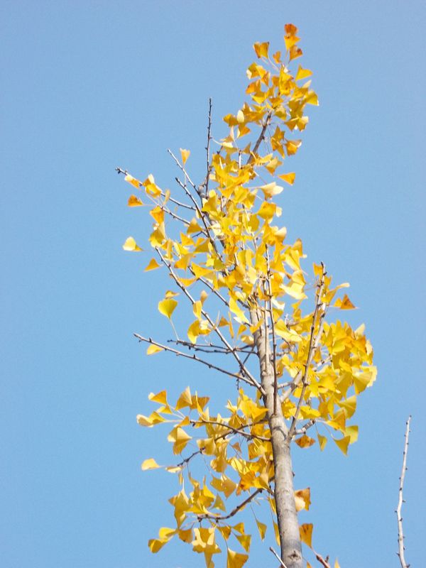 Japanese Ginkgo biloba, Wuyi Univsity, Fujian, China