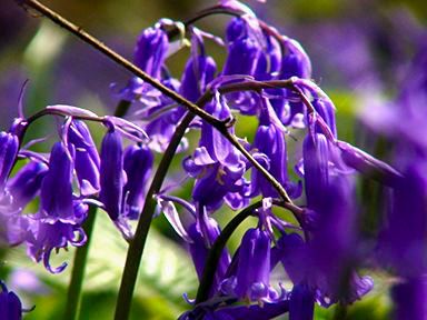 Bluebells