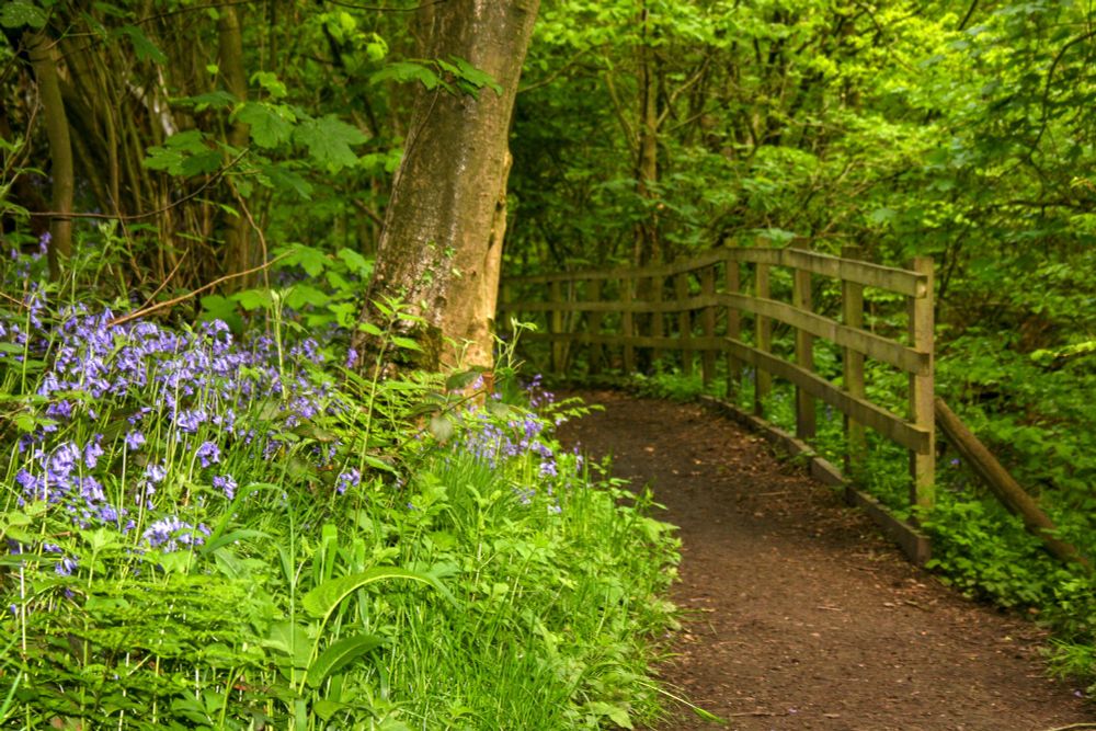 Bluebell wood, England