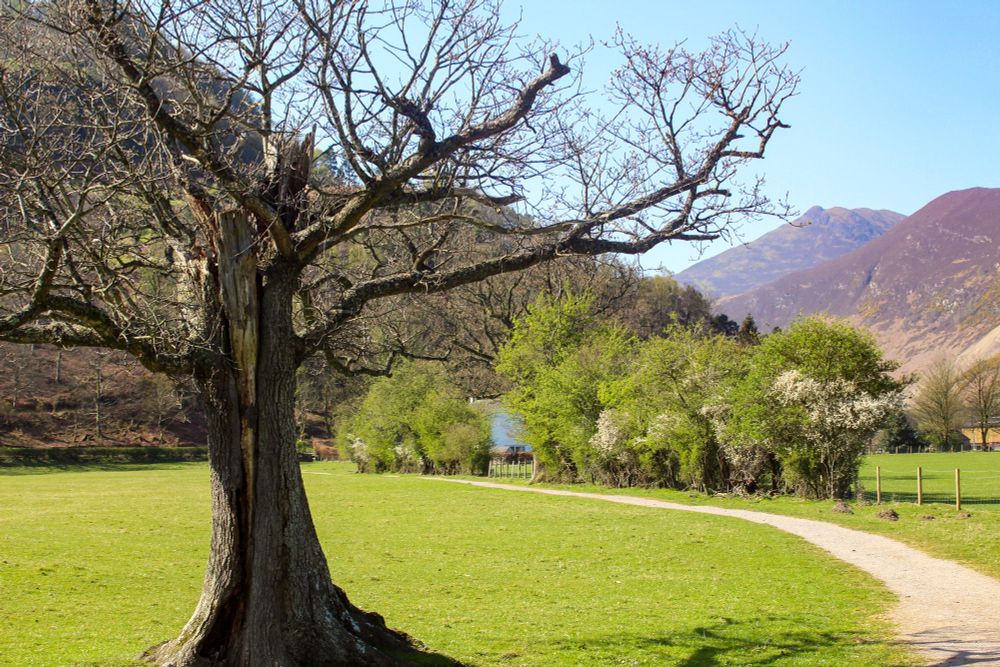 Tree and path, Lake District