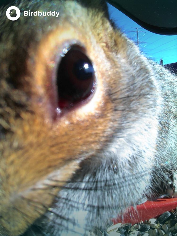 Close up of a squirrel face. The squirrel is dining on seeds at my bird feeder. 