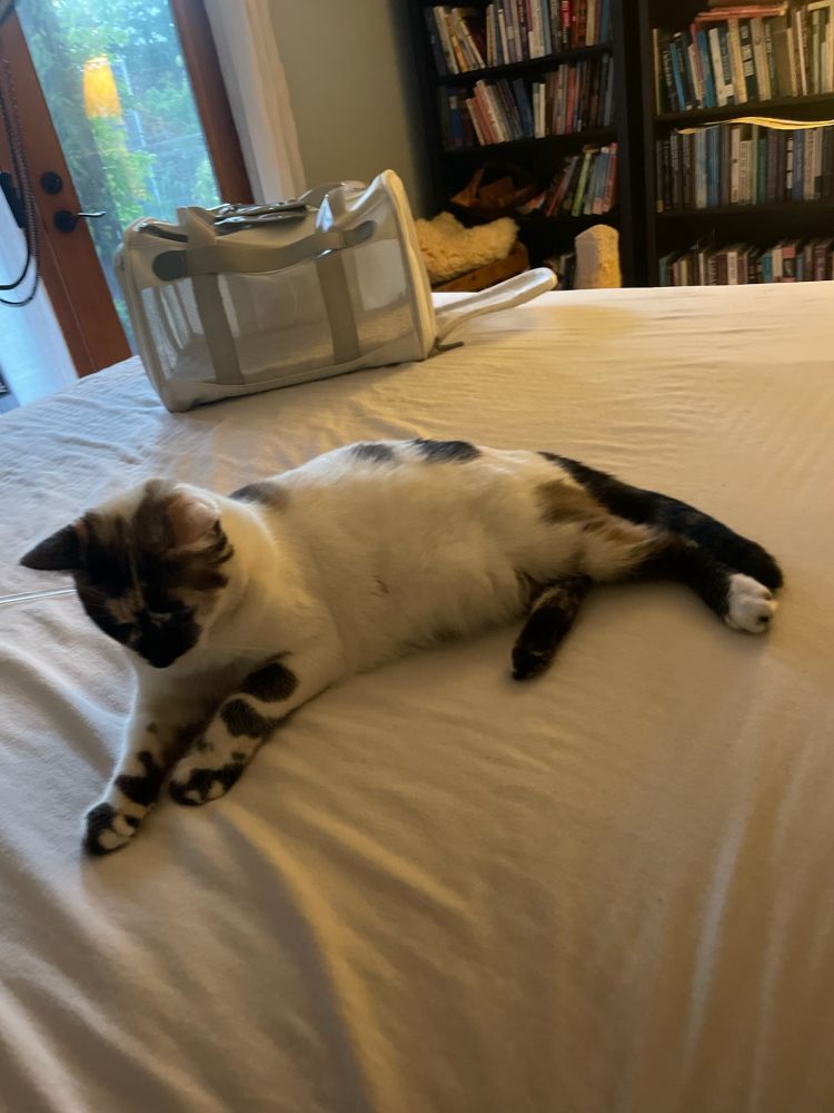 a photo of a white, brown, and black cat sitting on a bed with a cat carrier near her