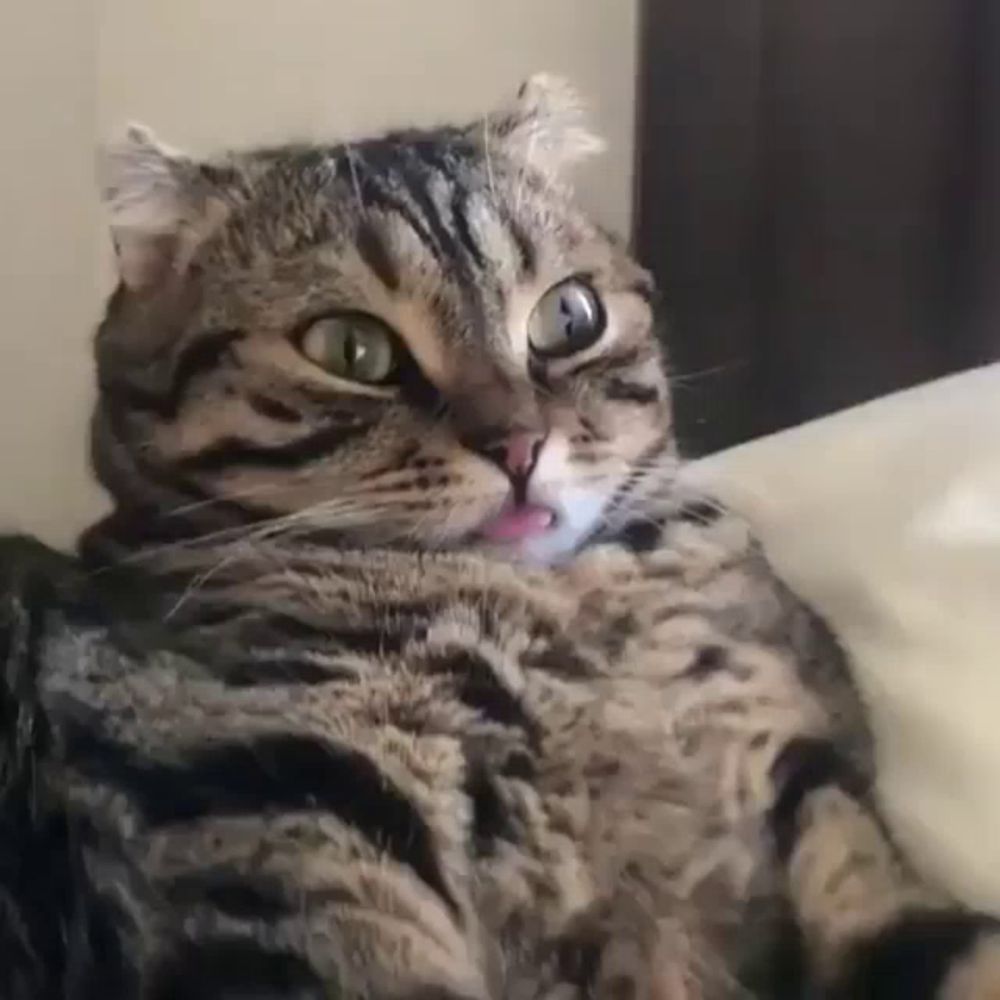 a cat is laying on a couch with its tongue out and looking at the camera .