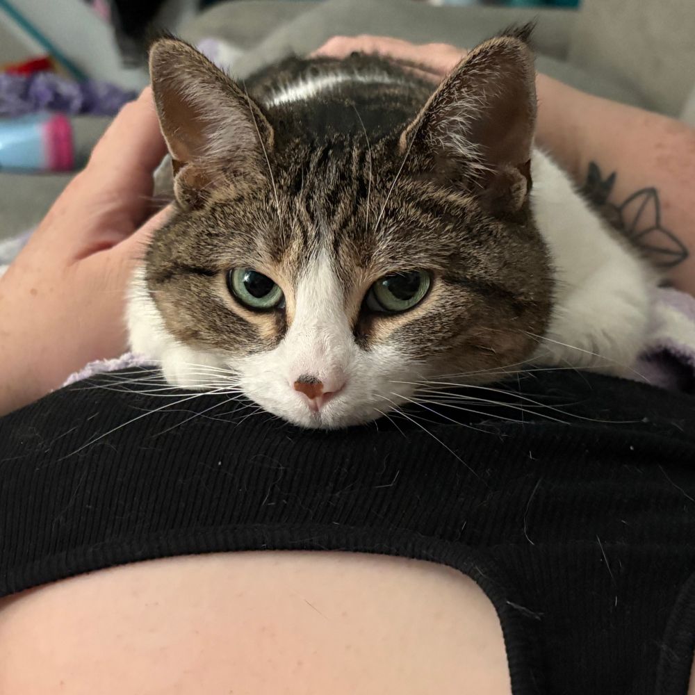 A photo of Pippa, a domestic shorthair cat with mackerel tabby coloring. She has a white chest and belly barely visible, with swirled markings of brown, gray and black on the sides of her face and top of her head. She has tall ears with tufts of fur at the tip. Her pink nose has a darker pink and black “freckle” on it. She lays with her head down on Jess’ chest, being held by Jess’ arms on her sides/back as she looks at the viewer with her big, bright green eyes.