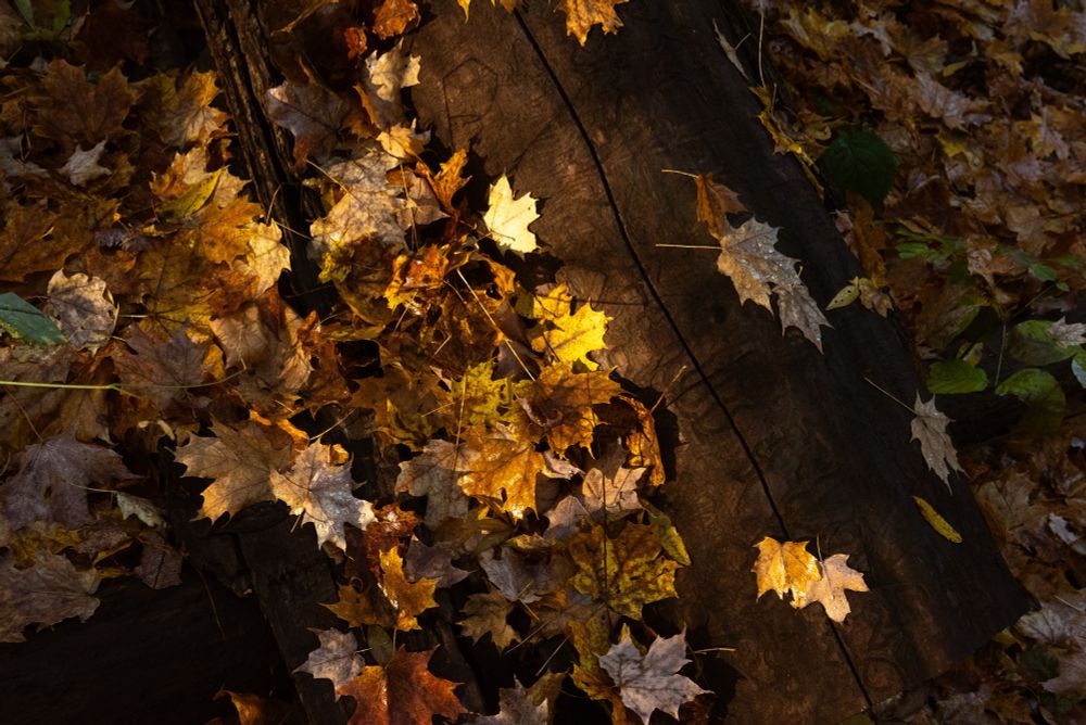 Dramatic golden light on a forest floor lighting maple leaves and a dark fallen tree in autumn