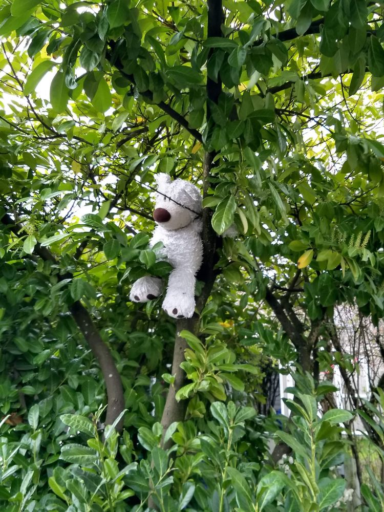This is a picture of a soggy, white, floppy teddy bear perched in the crux of the branches of a tree beside a sidewalk, the day after a heavy downpour.  

The brightness of the bear’s fur and the dark markings of its face and paws make it stand out against the contrasting green leaves surrounding it.

Presumably it had been found where it had likely been dropped by a sleepy child, in a stroller or in their parent’s arms, and then got soaked in the rain. 

I suspect someone had picked it up and placed it on the low tree branch to protect it from further damage, and in full view in the hopes of someone recognizing and returning it to its heartbroken owner.