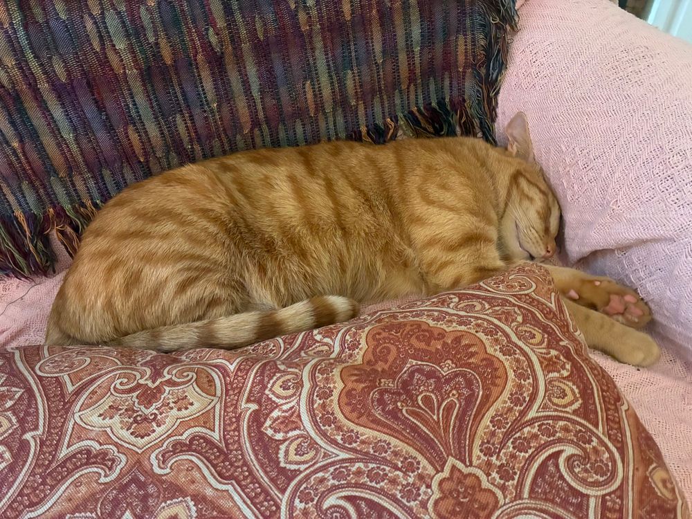 An orange cat on a couch tucked between a pillow and the couch back, his head pressed against the arm of the couch and his paws outstretched. He looks very cozy 