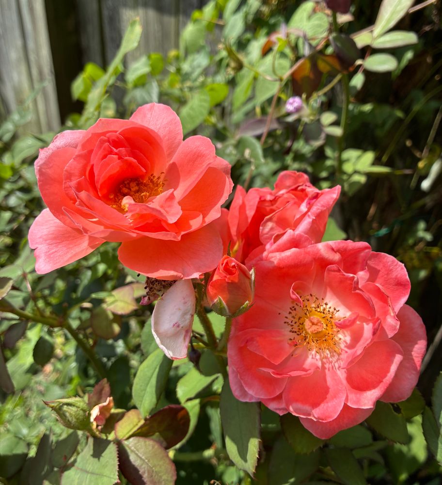 A bunch of orange roses and buds casting soft shadows on each other in the sun