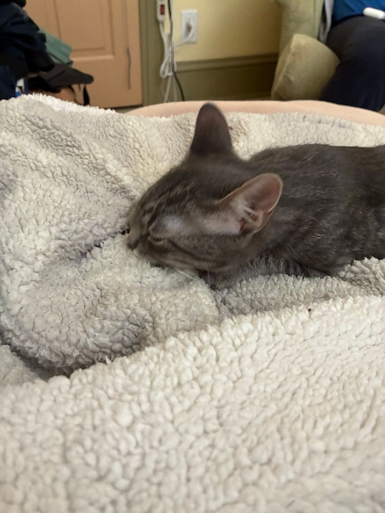 A grey kitten with his face pressed into a fuzzy white blanket, his paws buried in it as he kneads it 