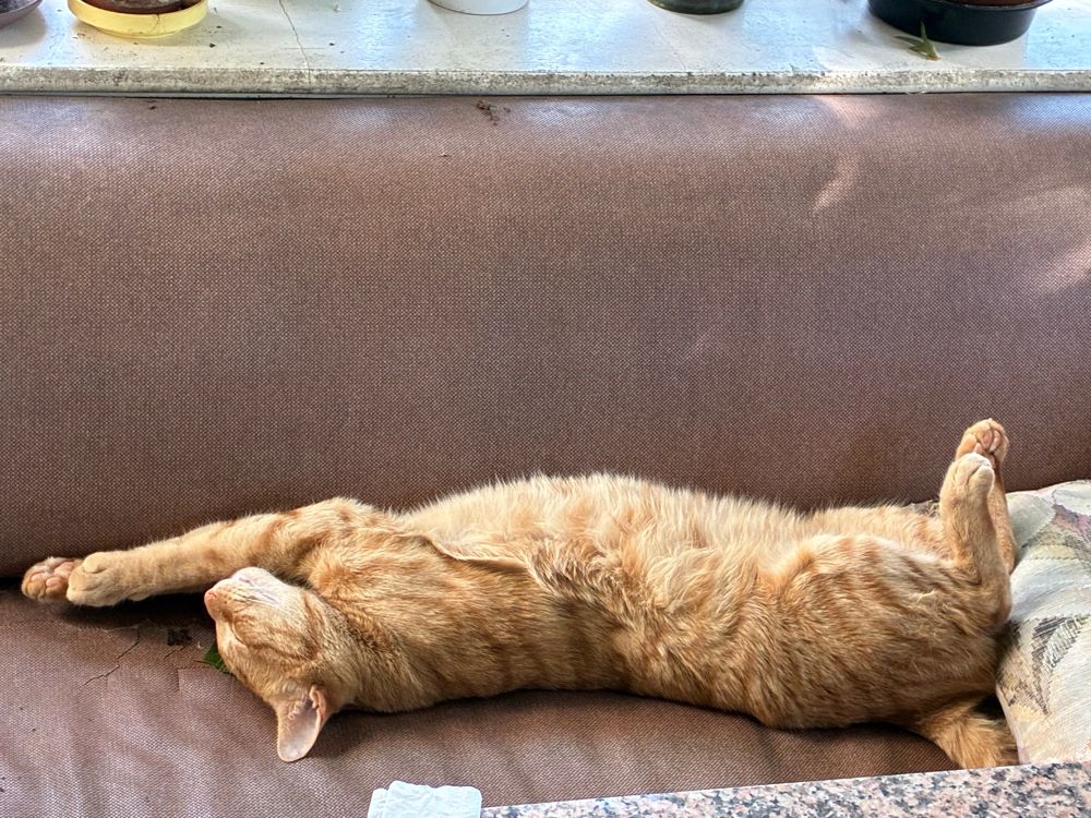 A large orange cat stretched luxuriously on his back on a brown sofa 