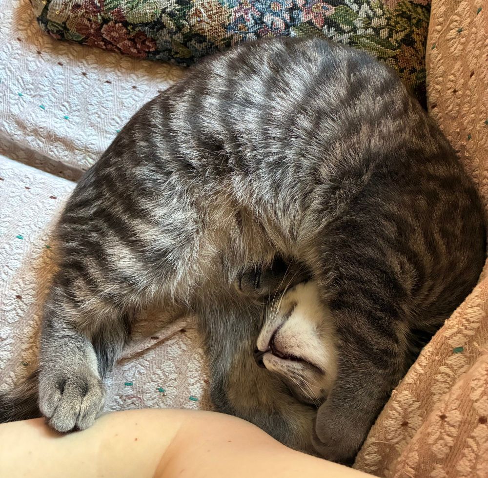 A grey kitten curled up partially upside down with one front paw over his head and his white chin facing upward. He has one paw back on my arm. It is a very silly pose 