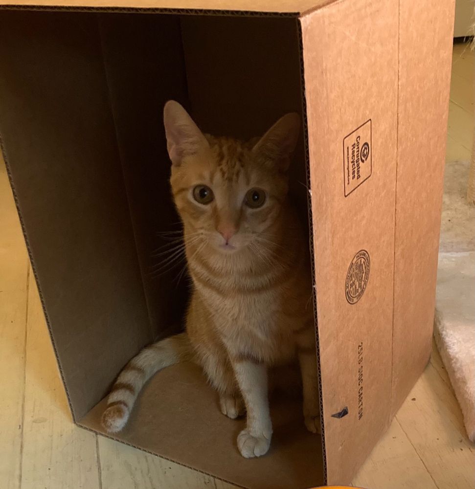 An orange cat sitting up in a cardboard box looking at the camera