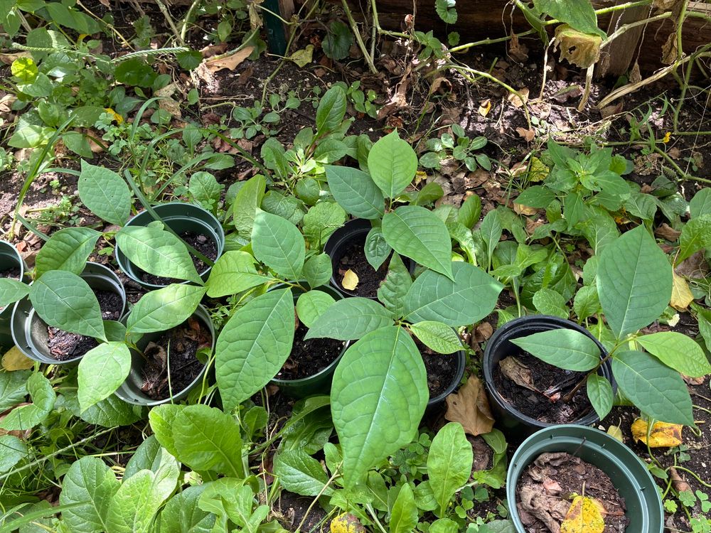 A bunch of small seedling trees in pots. Their leaves are large and brilliant green