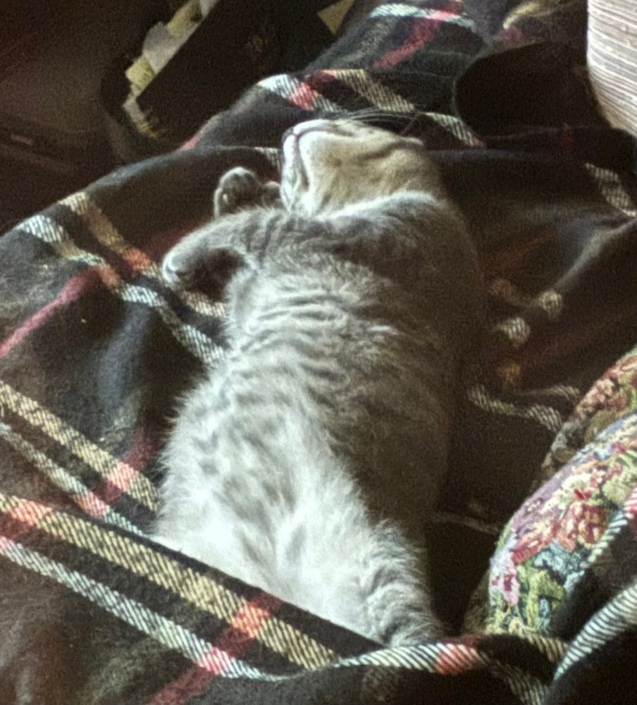 Two pictures of a grey kitten lying stretched out on his back on a plaid blanket, his spotted pale grey belly fully on display, his white chin showing 
