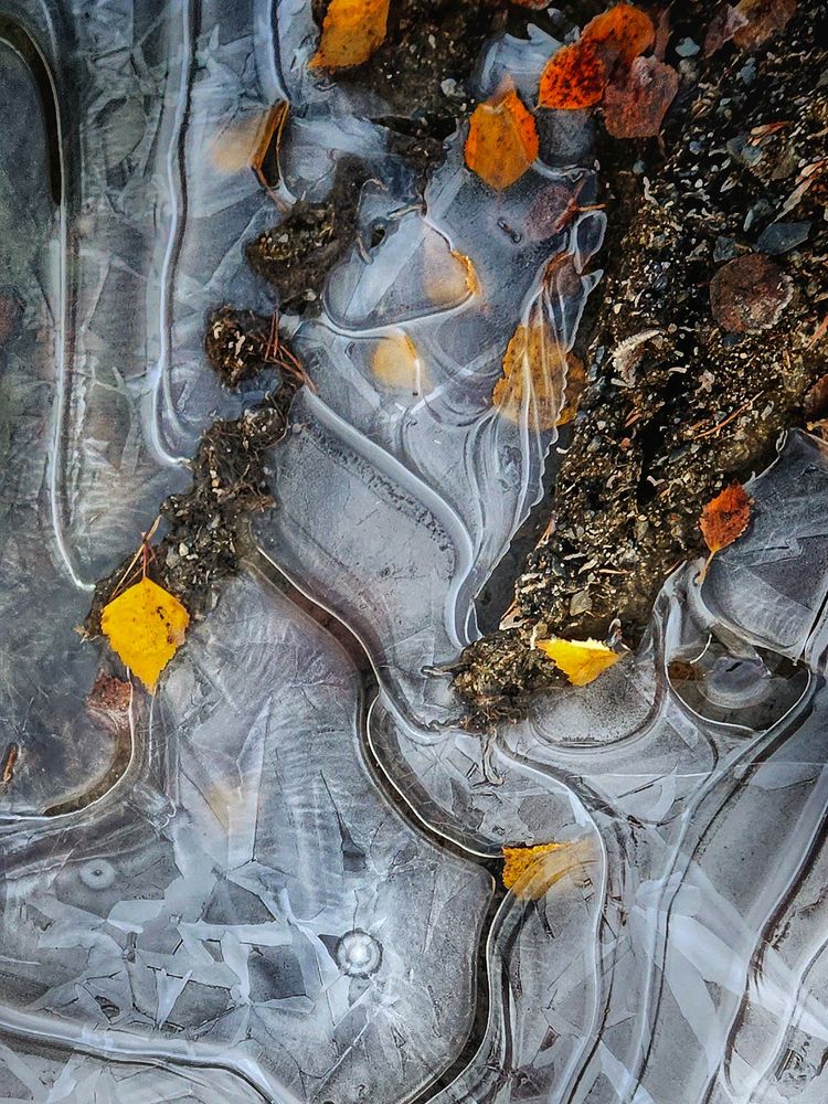 Ein gefrorener Boden mit kunstvoll geformtem Eis, das geschwungene Linien und Kristallmuster zeigt. In das Eis sind kleine Erdklumpen und herbstlich gefärbte, gelb-orange Blätter eingebettet. Die Kontraste zwischen dem klaren Eis, der dunklen Erde und den leuchtenden Blättern erzeugen ein faszinierendes, natürliches Muster.

