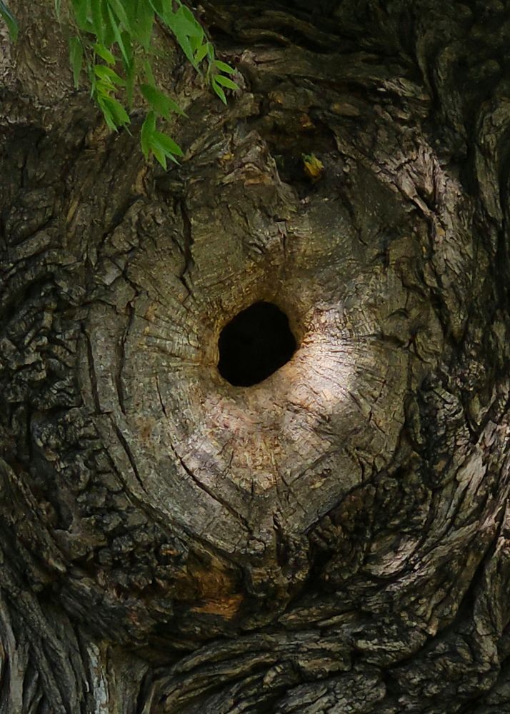 Die Bildmitte zeigt ein rundes, dunkles Loch in der Rinde eines Baumes, umgeben von einer helleren, kreisförmigen Struktur. Die Baumrinde ist grob und unregelmäßig mit tiefen Rillen und Furchen. Im oberen linken Bildbereich hängen einige grüne Blätter herab.