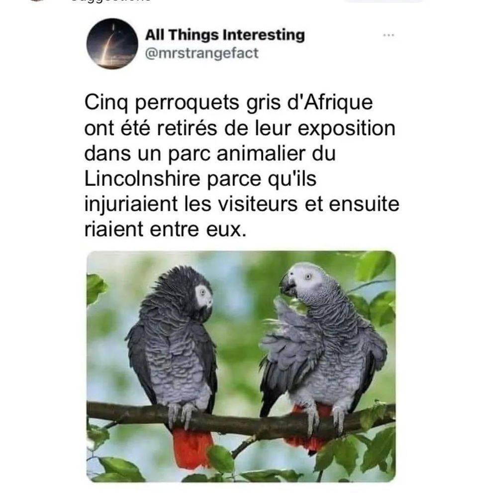 Screen d'une brève à propos de perroquets retirés d'un parc animalier parce qu'ils insultaient le public et riaient entre-eux. 