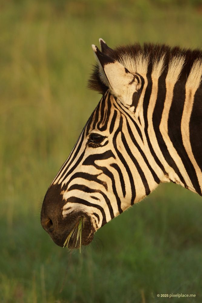 Zebra with grass in its mouth
