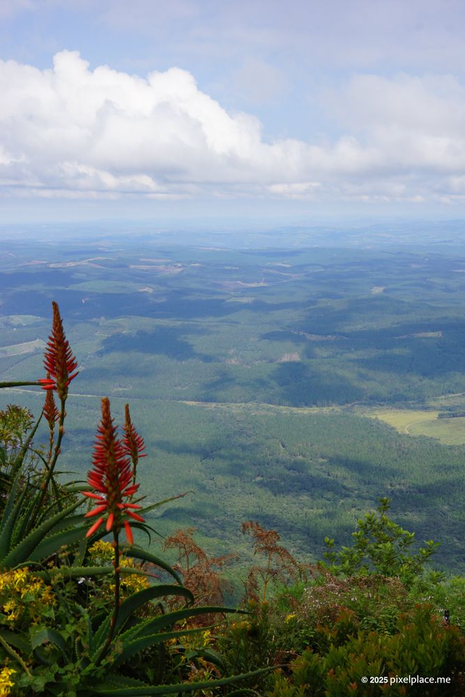 Aloes at God's Window Viewpoint