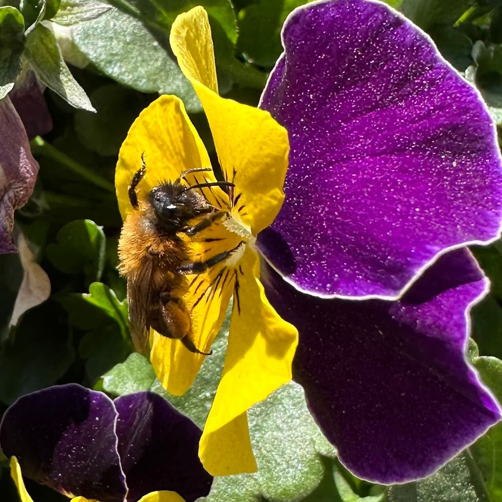 Violet flower with a honeybee in the sun 