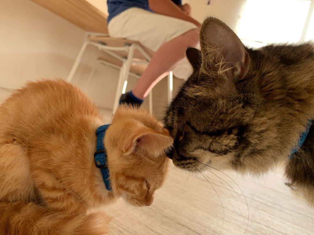 猫カフェの子