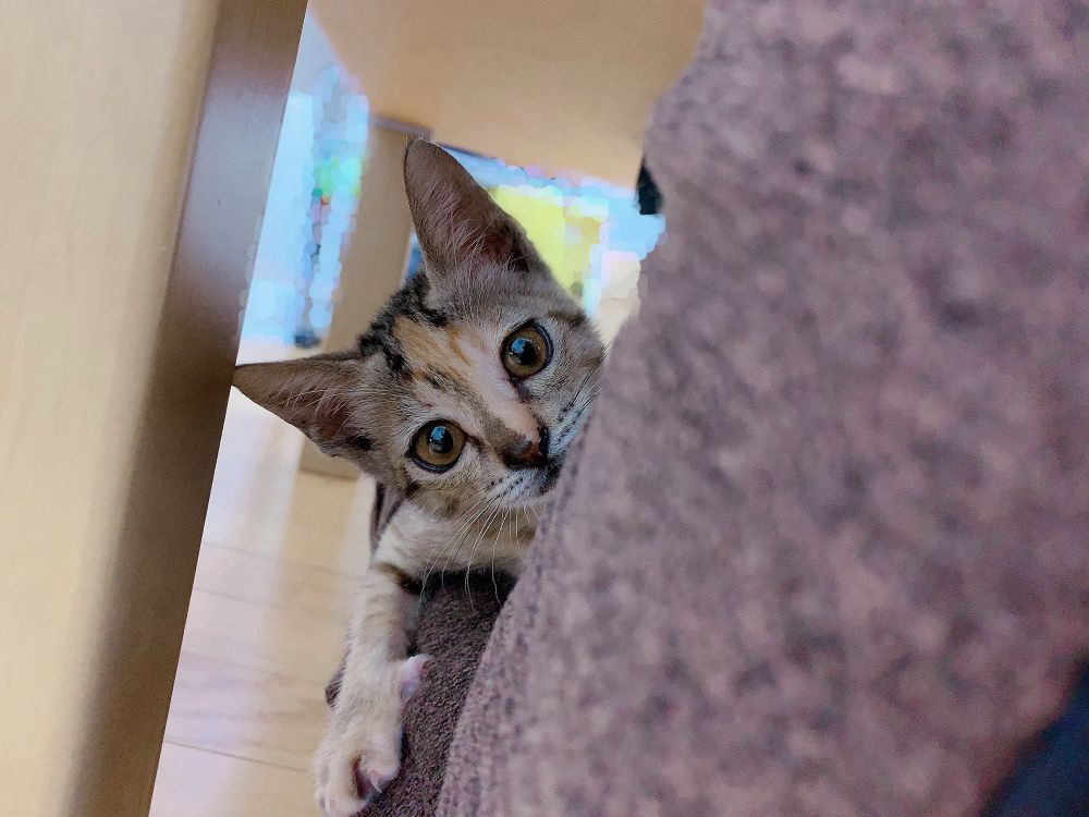 里親に出した子