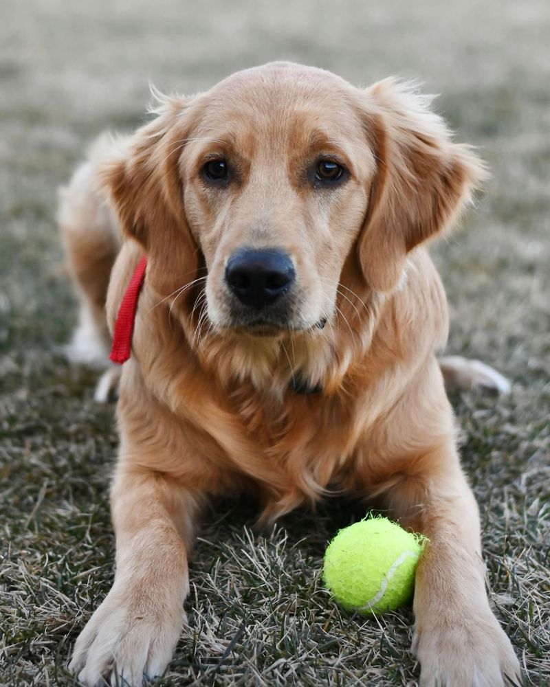 Daisy the golden retriever with a tennis ball.