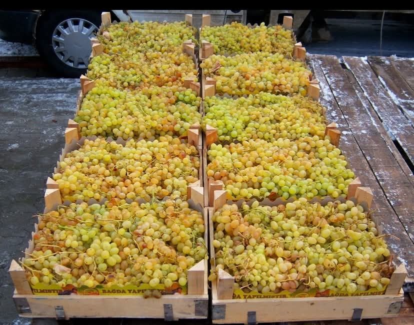 Çekirdeksiz üzümler
Fotoğraf: Ahmet Sürücü