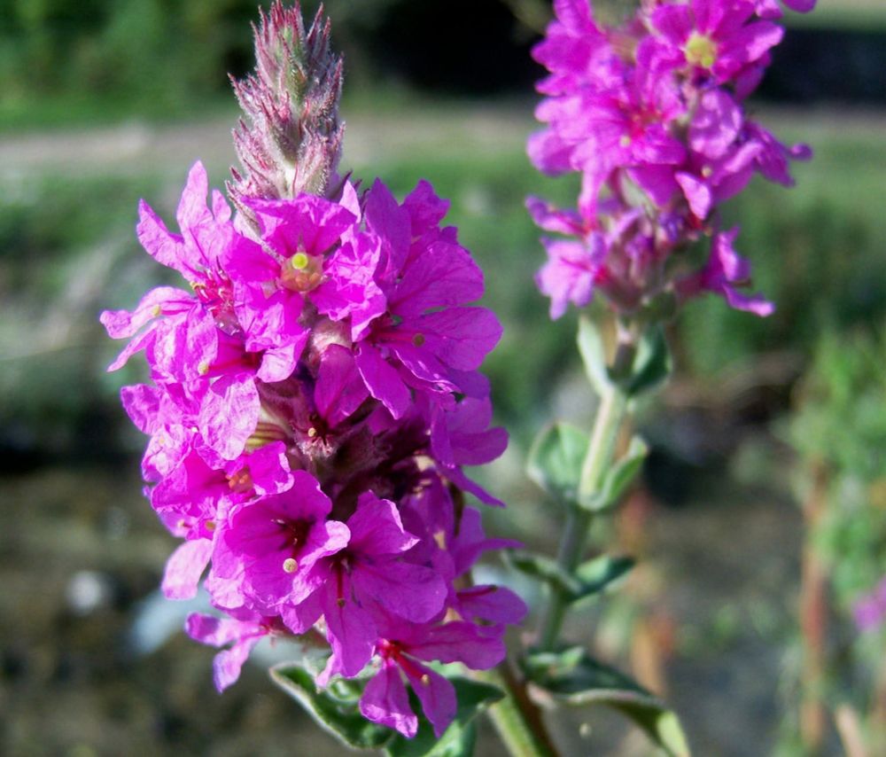 Kır çiçekleri
Fotoğraf: Ahmet Sürücü