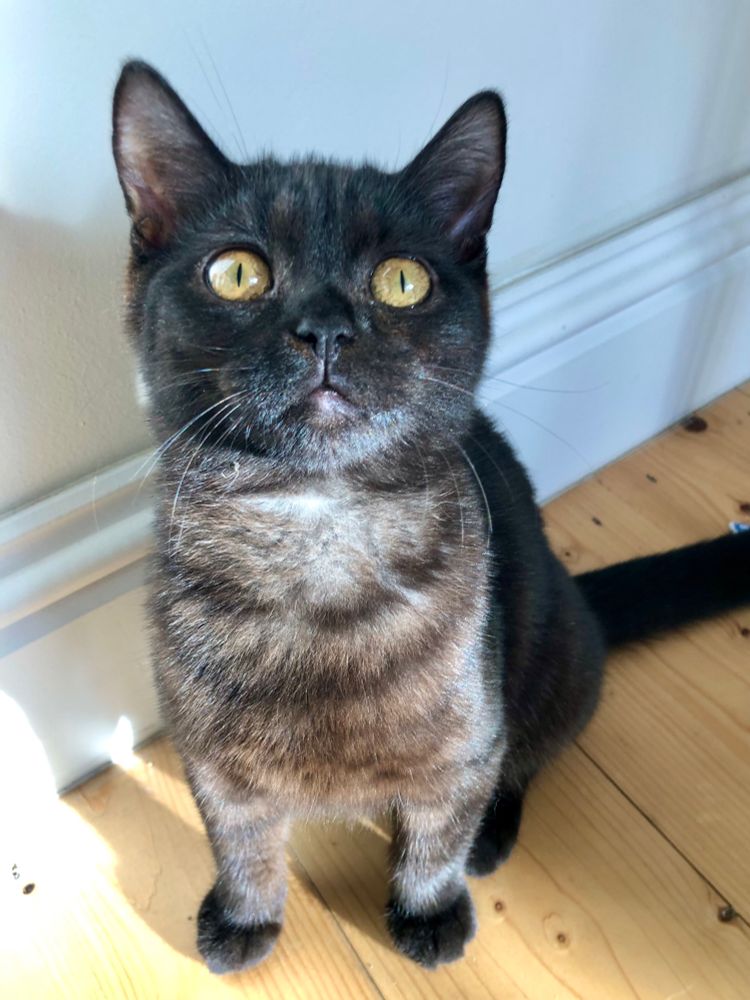 A close up of a five month old black ghost tabby rescue kitten called Warren, looking innocently to camera despite being so naughty