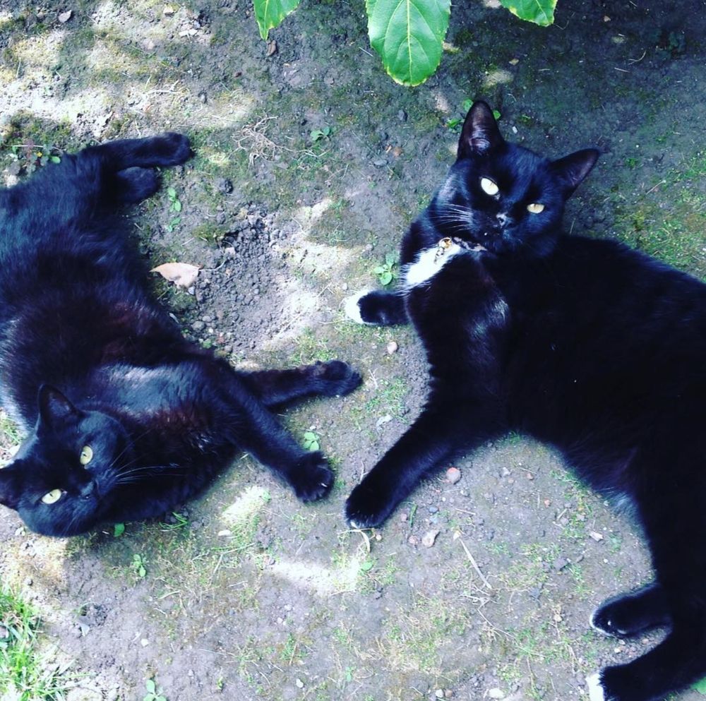 Much-missed black cats Norma Jeane and her black and white tuxedo brother Arthur lounging underneath their favourite tree in the garden.