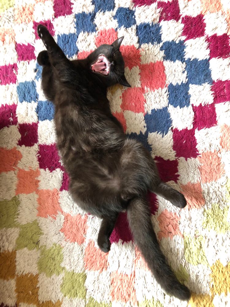 A six month old black charcoal tabby rescue cat called Warren, lying on his back on a multicoloured checked wool rug, with his mouth wide open, looking like he’s screaming, or laughing. Or both.  