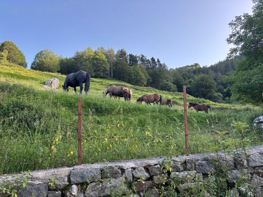 Horses grazing