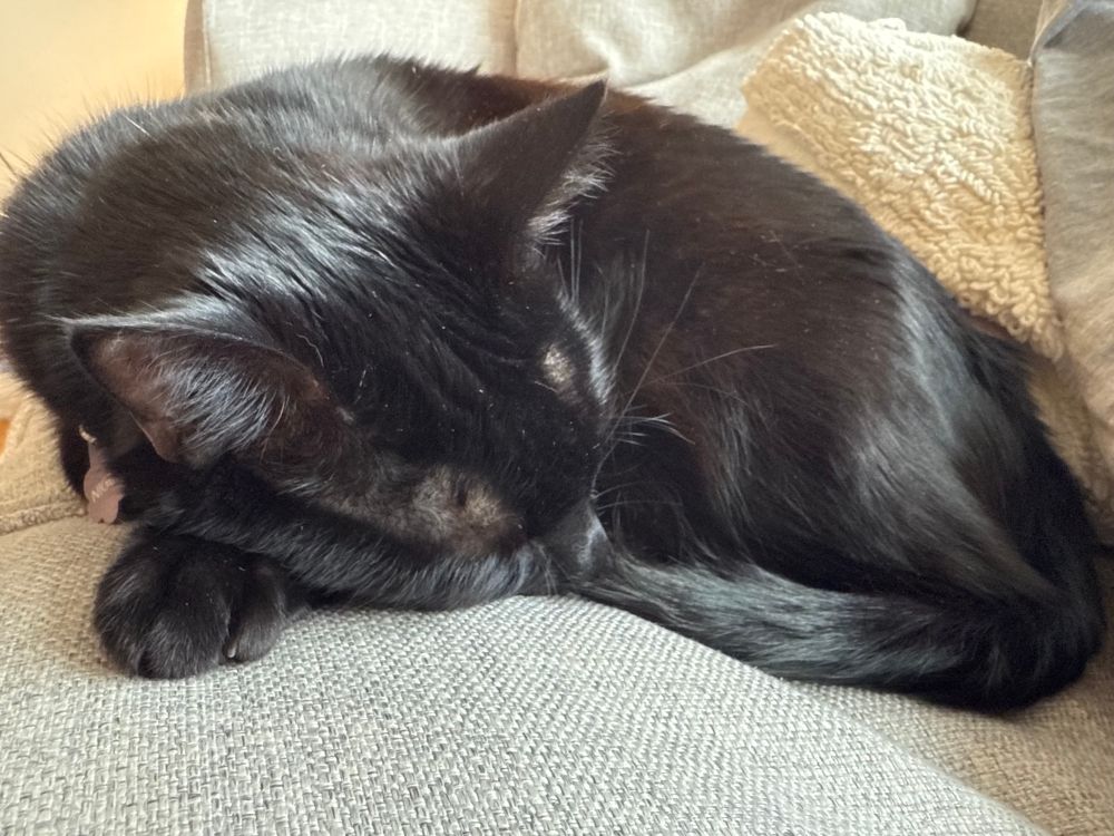 Nigel T. Cat, sleeping 