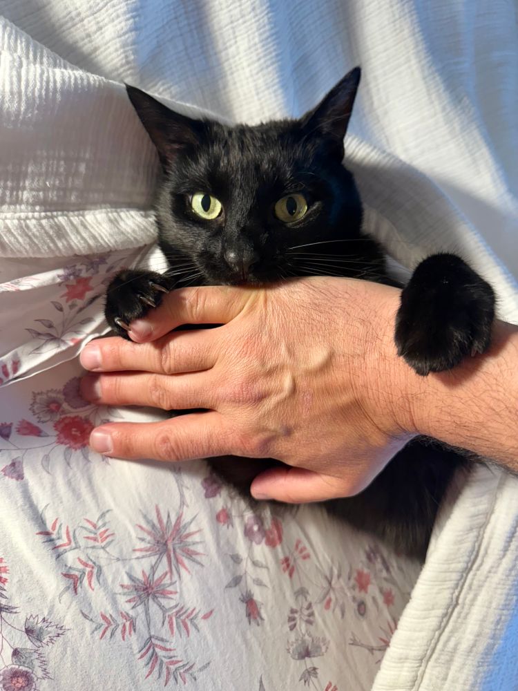 The eminent black warrior cat Nigel attacks my right hand on floral bedclothes.