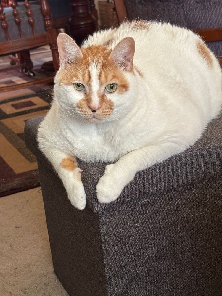 A very handsome cat named Handsome 