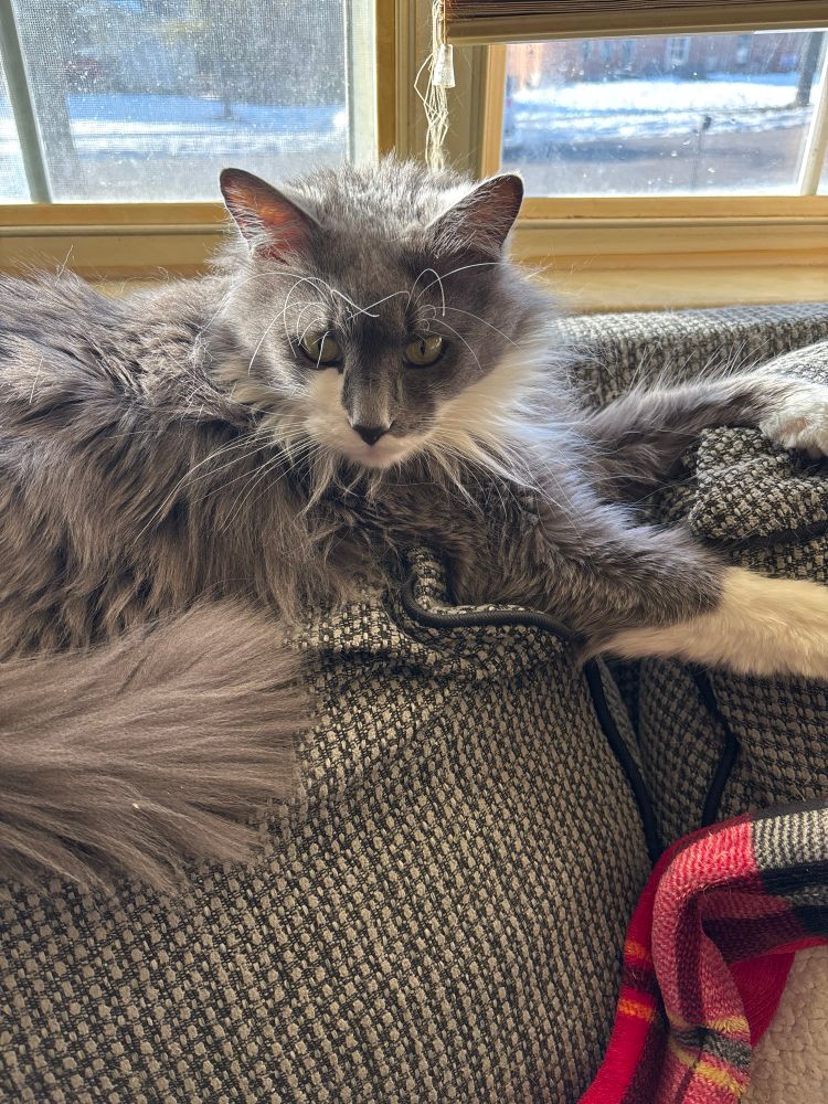 Maine Coon mix hates pictures 