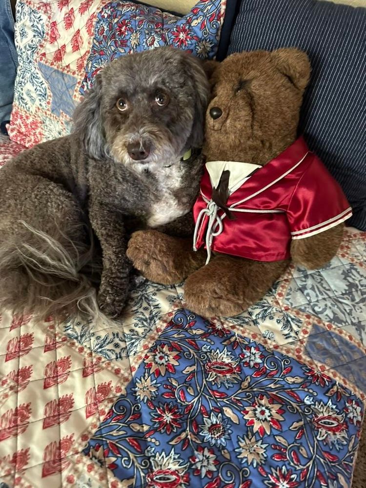 Susie is laying on the bed in my home office. She is doing big puppy dog eyes and she is cuddled up with a stuffed bear in a red smoking jacket. Technically he was my bear, but Susie adopted him. She loves stuffies. 