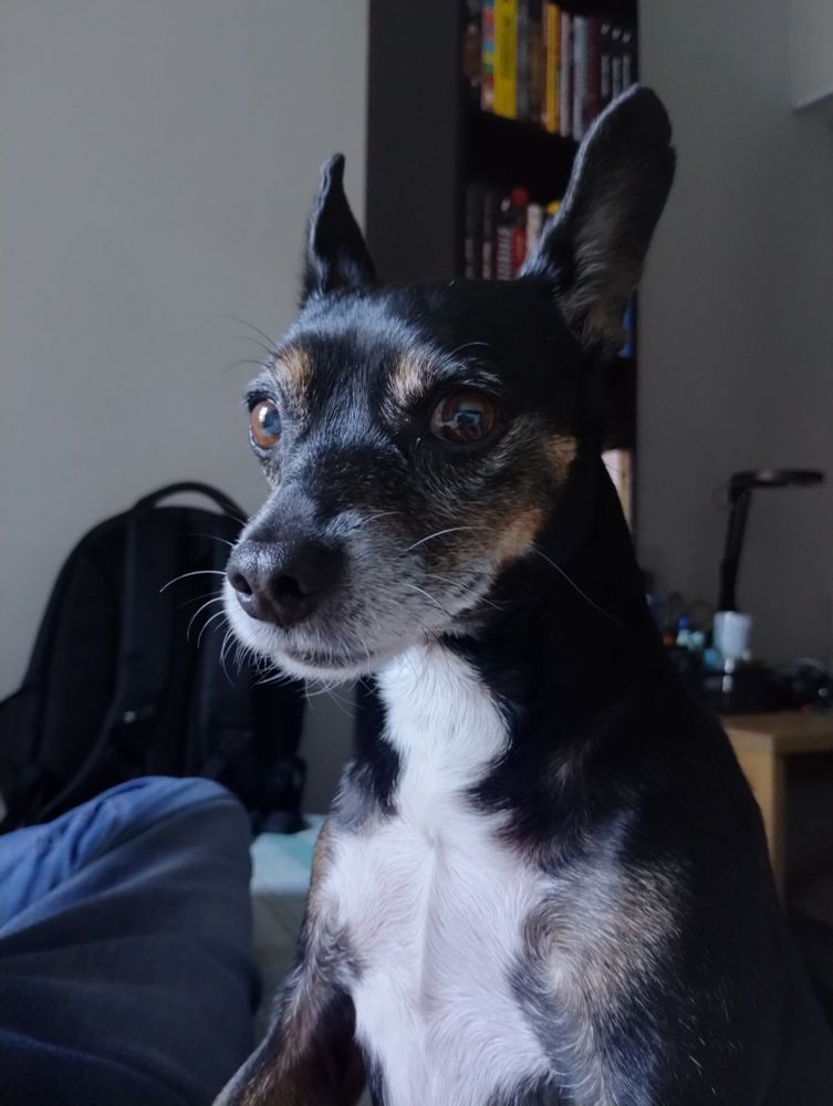 Um cachorro pinscher de onze anos. O nome dele é Preto.