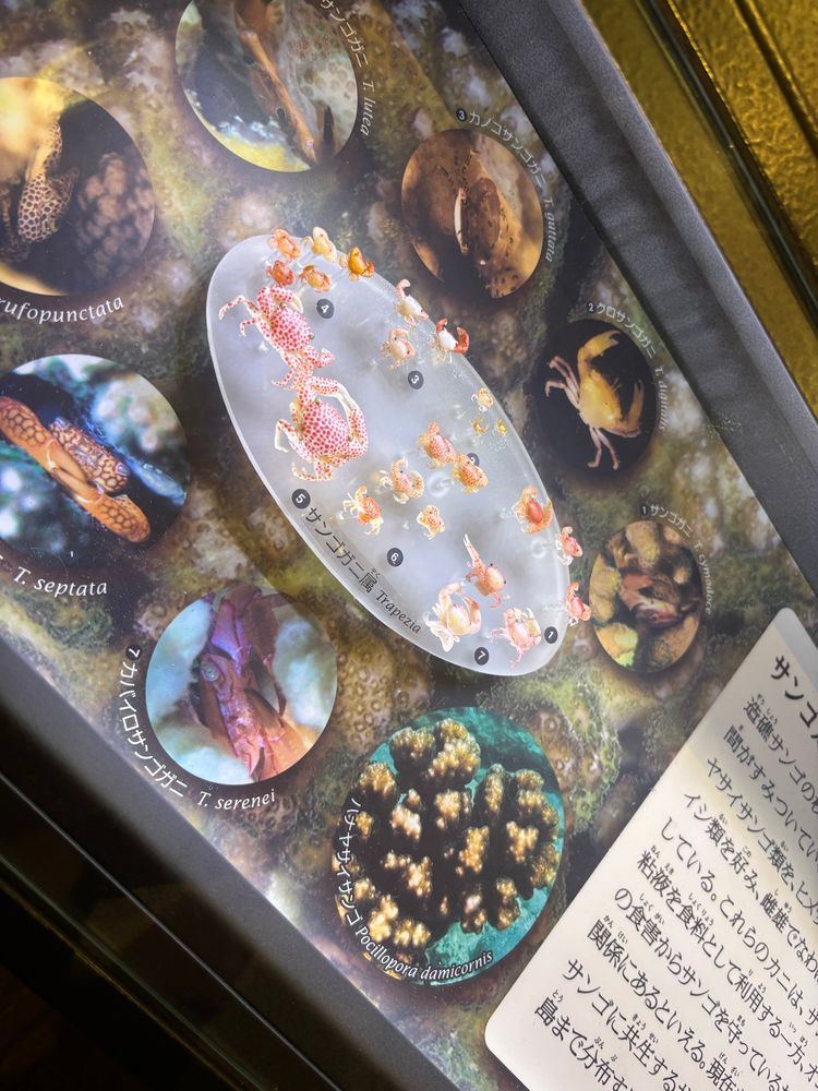 親指の腹サイズないしそれ以下のサイズの小さなカニたちが複数体展示されている。色調は全体的に赤い