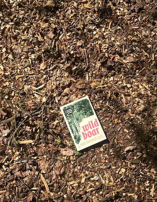 Copy of Wild Boar on forest floor of twigs and dead leaves. 