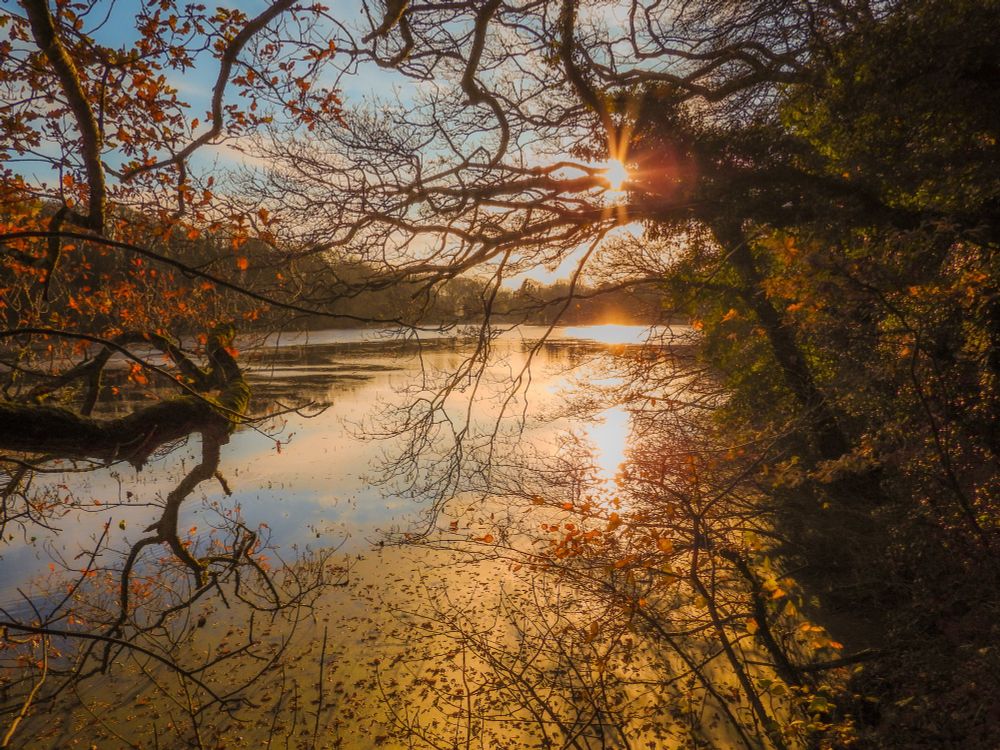 Cold, snowless winters scene, sun is low in the sky reflected in a still loch, with bare trees on the shore and foreground 