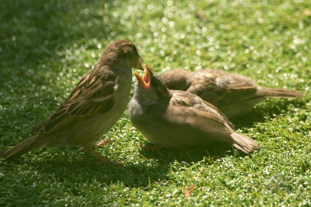 An adult sparrow feeds a baby sparrow, its mouth gaping wide, another baby sits just behind