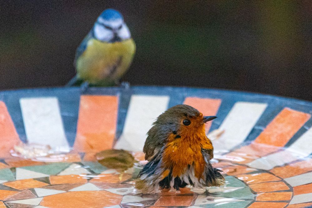 A wet robin site in a birdbath while a blue tit waits in the wings 