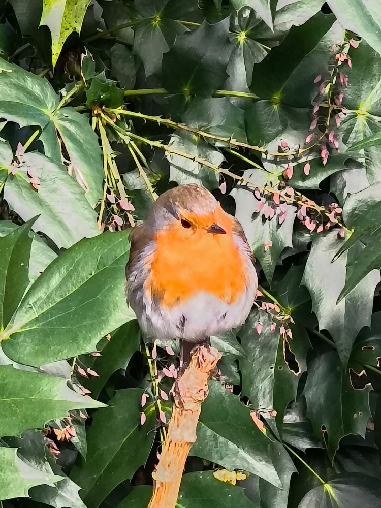 A close-up pic of a robin sitting on a branch surrounded by leaves.